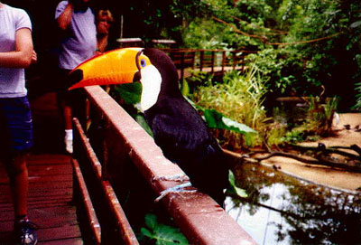 Tucan on fence